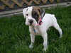 Boxer Puppy 2