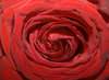 rose 3