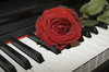 rose 1