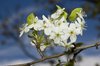 Blossums 1