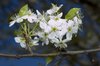 Blossums 3