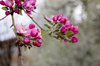 blossums 2
