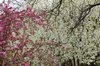 blossums 4