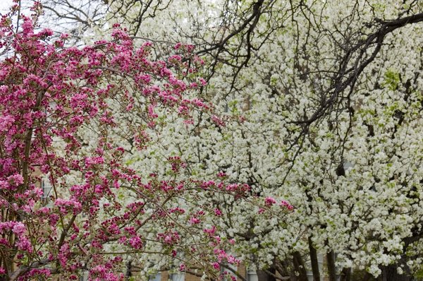 blossums 4: Pink Blossums
