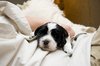 Sleepy Puppy