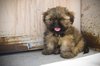 My puppy, Baloo.