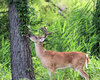 Backyard Buck