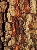 Tree Textures