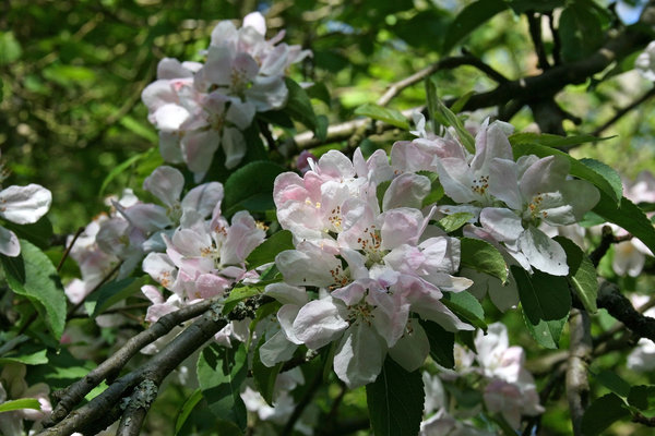 Apple blossom: Apple (Malus) blossom in spring in West Sussex, England.