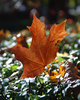 maple leaf