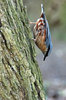 Bird - Sitta europaea