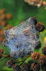 Dew on the web
