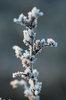 Frost