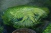 Algae