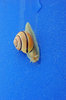 Snail 2