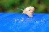 Snail 4