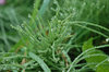 Drops of dew