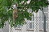 Escape of cat from military zo