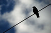 Bird on the wire