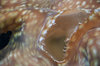 On the reef 2