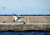 Polish seagull 1