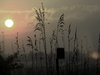 Grasses