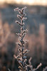 Frozen plants 3