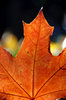 Maple leafs 3