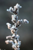 Frozen plants 1