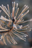 Frozen plants 5