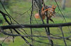 Red squirrel 3