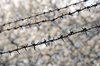 Old rusty barbed wire pattern