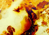 Natural amber textute 1