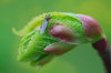 Birth of the leaf  with the co