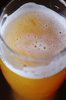 Wheat-germs in the growler 5