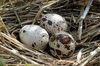 In the partridge nest 1