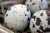 In the partridge nest 4