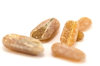 Belemnytes from Baltic Sea