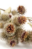 Thistle 1