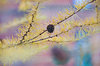 Larch at winter 1