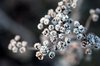 Frozen berries 2