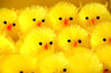 Easter chickens 2