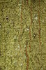 Bark texture 2
