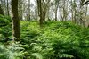 Forest 1