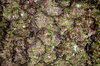 Bark pattern