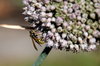 Wasp 2