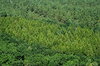 Thickset forest from bird's ey