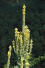 Flowers on mountain's rock