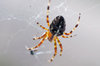 Orb-weaver spider 4