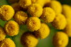 Tanacetum vulgare flowers 2